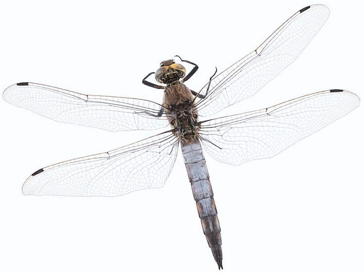 Dragon fly with large wings