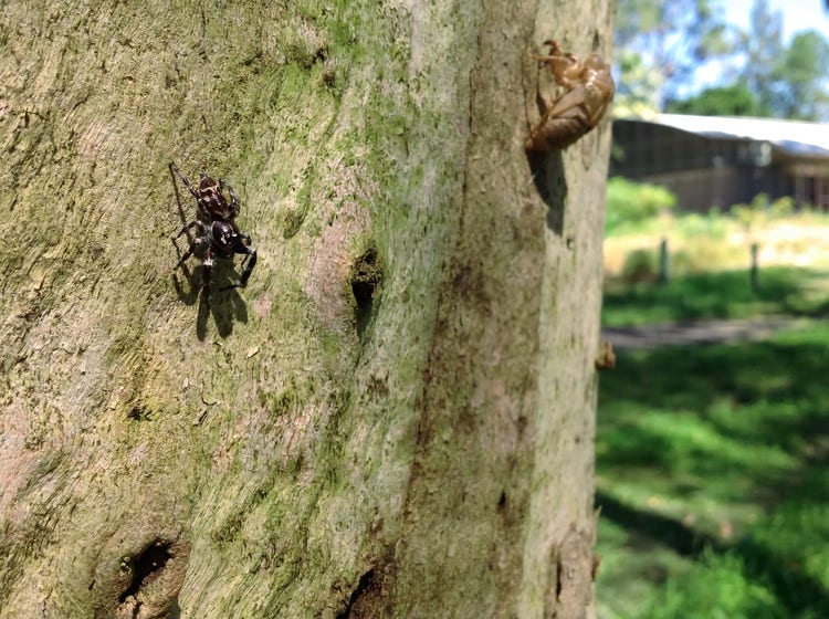 Spider and cicada shell on a tree trunk
