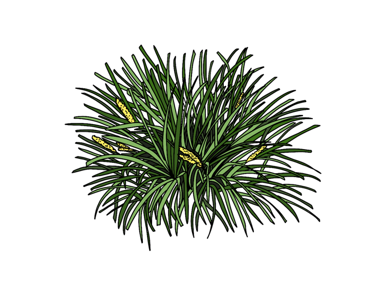 A lomandra plant with long green leaves and yellow flower spikes.