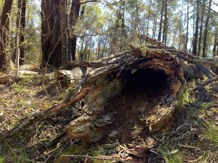 Log with hollow centre on the ground in a forested area