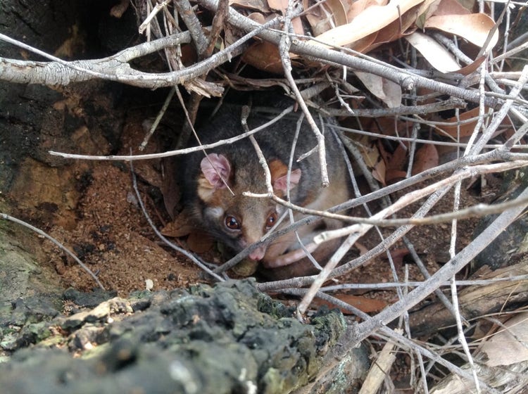 Ringtail possum in drey made of twigs woven into a ball shape