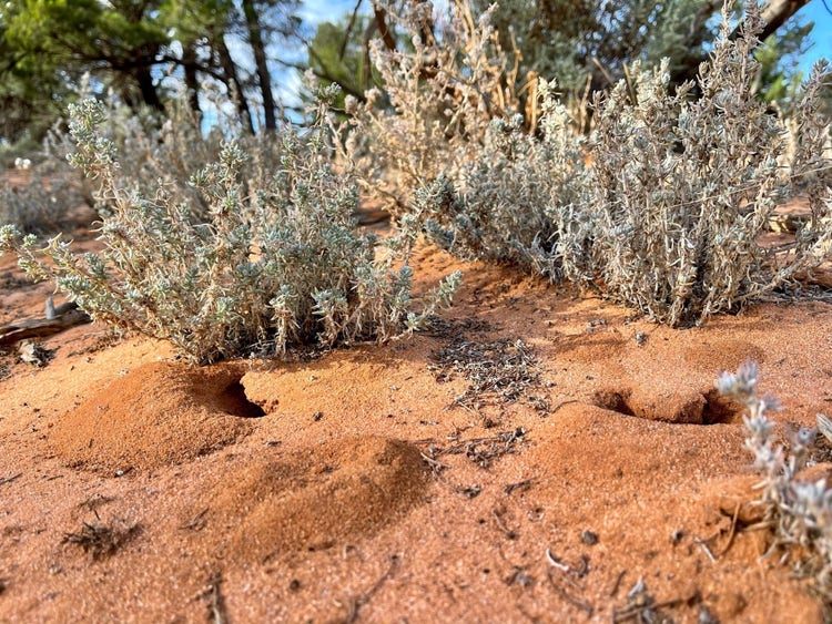 Sandy soil with low small-leaved shrubs