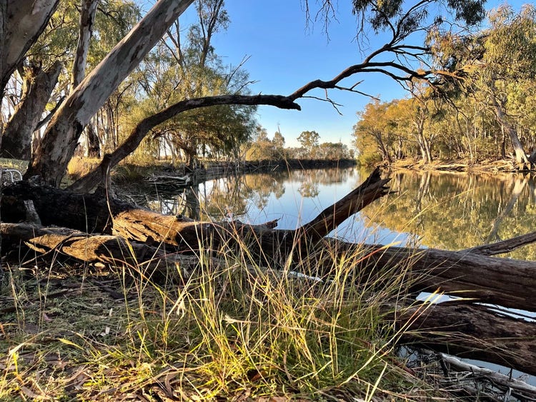 Large river red gums growing along a river