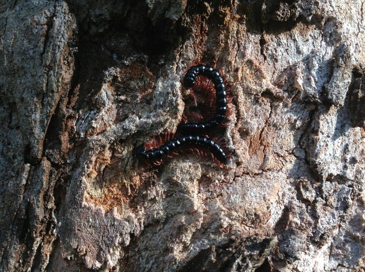 Round-bodied millipedes on the bark of a tree