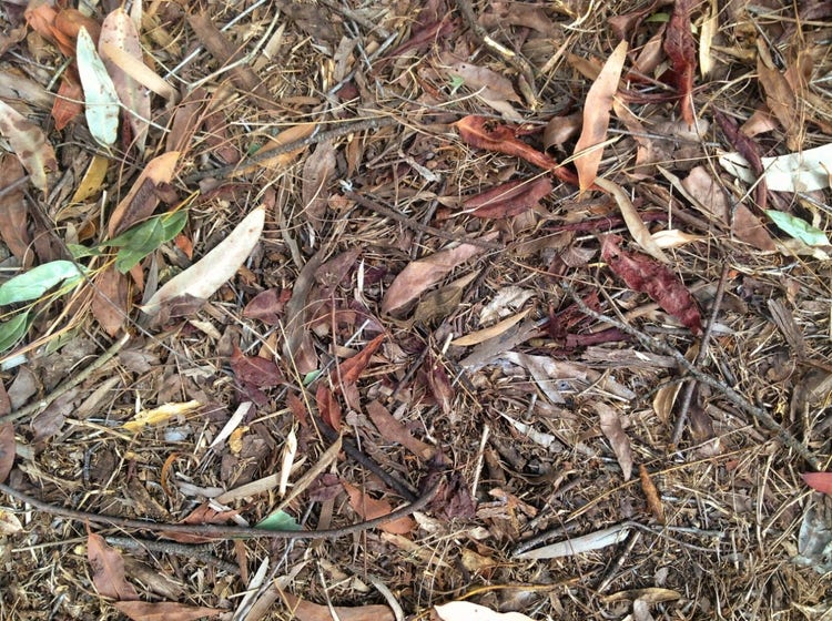 Dead leaves, sticks and twigs on the ground