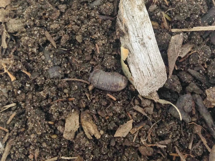 Pill bug crawling through moist soil and leaf litter while searching for decaying food.
