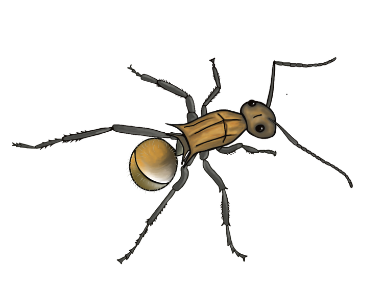A golden-tailed spiny ant withe 3 body parts, 6 legs from the middle body part, 6 antennae from the head.