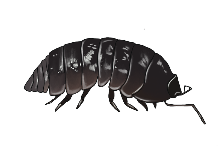 Pill bug with segmented body
