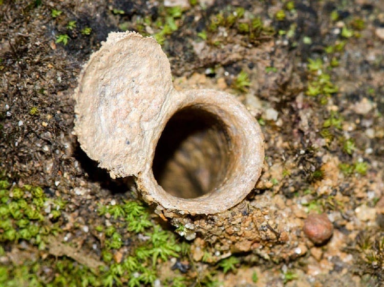 A round silk-lined hole in the ground with a round silk lined flap on one side