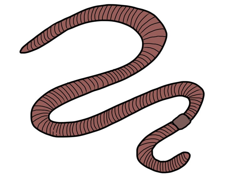 Earthworm drawing showing a segmented body with a belt-like clitellum around its neck