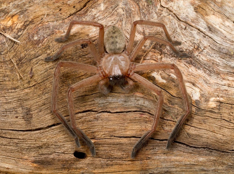 A huntsman spider with brown markings sitting flat on a brown patterned tree trunk