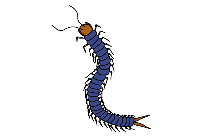 A centipede with a segmented body and one pair of legs per segment