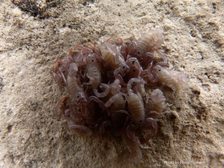 A bunch of juvenile scorpions that are small and almost transluscent