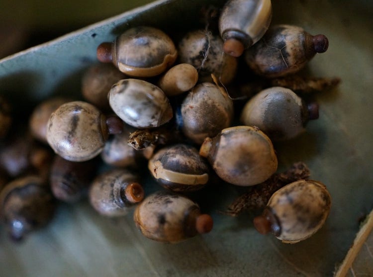 Ball-shaped phasmid eggs with a small lump on each end