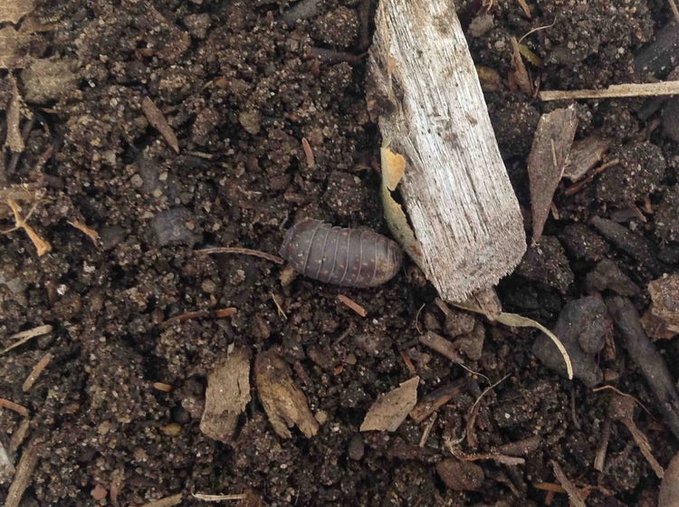 Pill bug in soil and decaying vegetation
