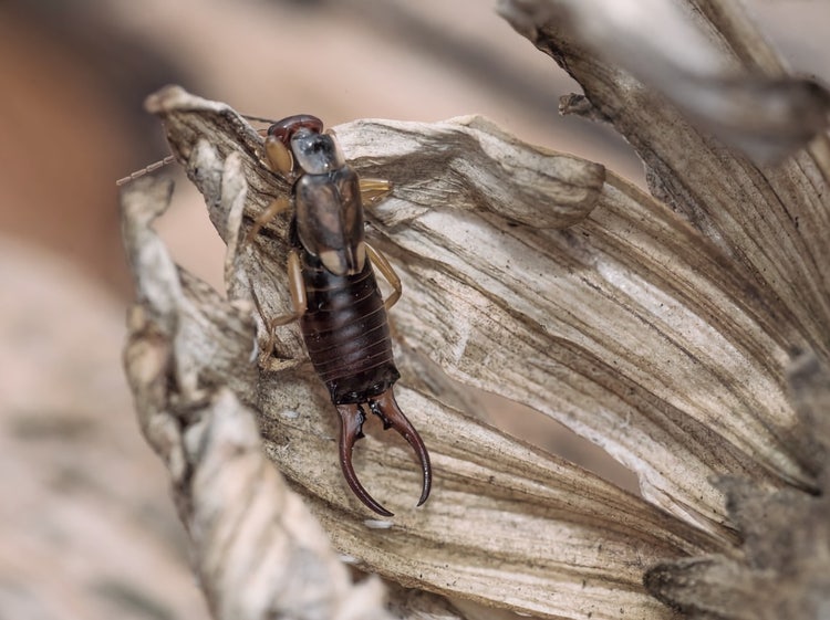 Earwig eating dead plant material