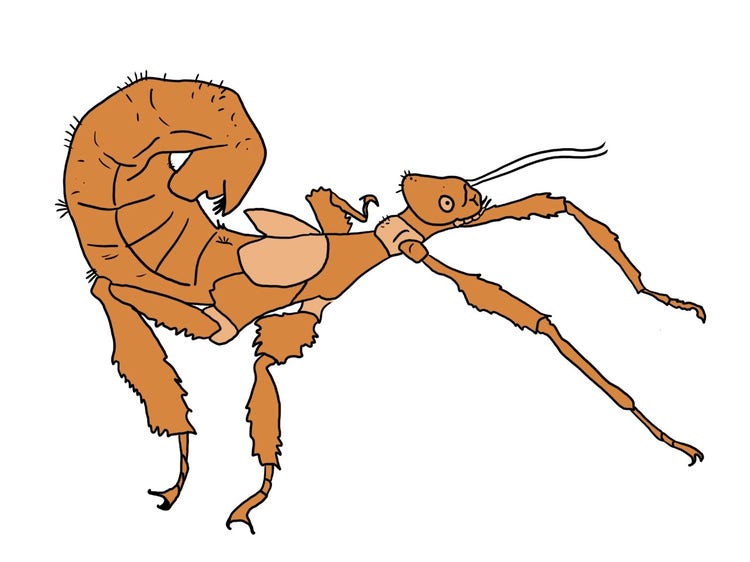 An illustration of a female leaf insect showing its leaf-like body