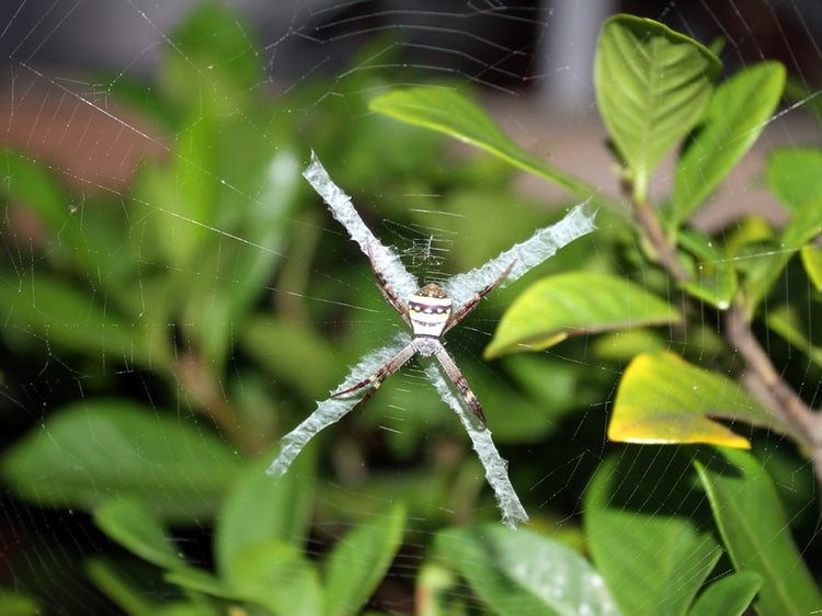 St Andrew's Cross spider in web with a cross shape made between green leaves