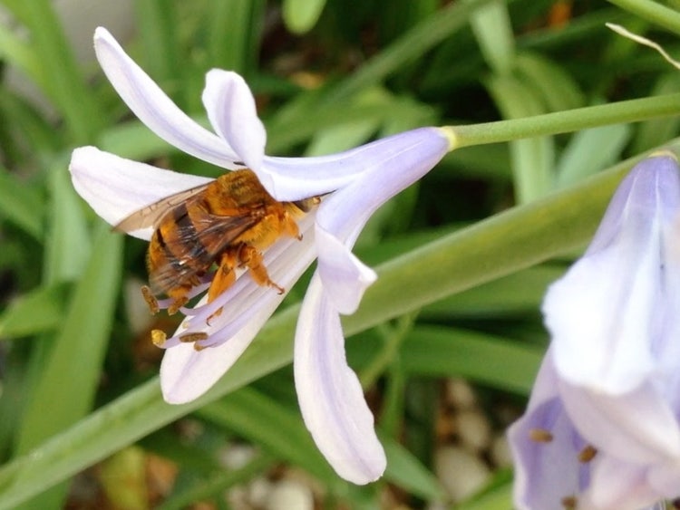 A large bee with stripes and furry legs with its head inside a flower