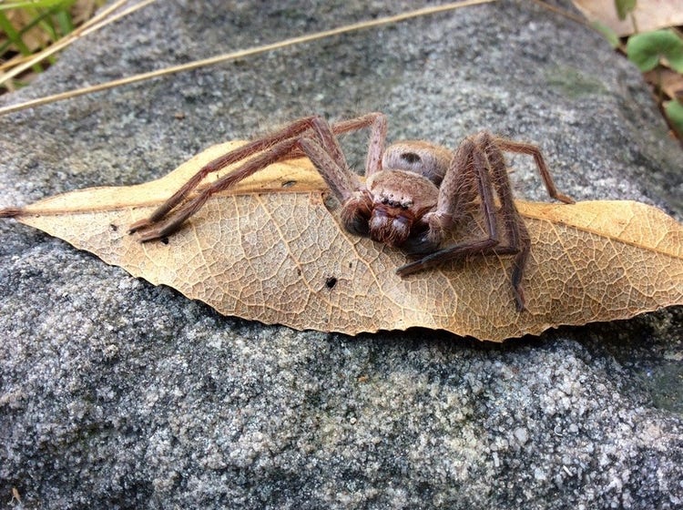 Huntsman spider on a leaf