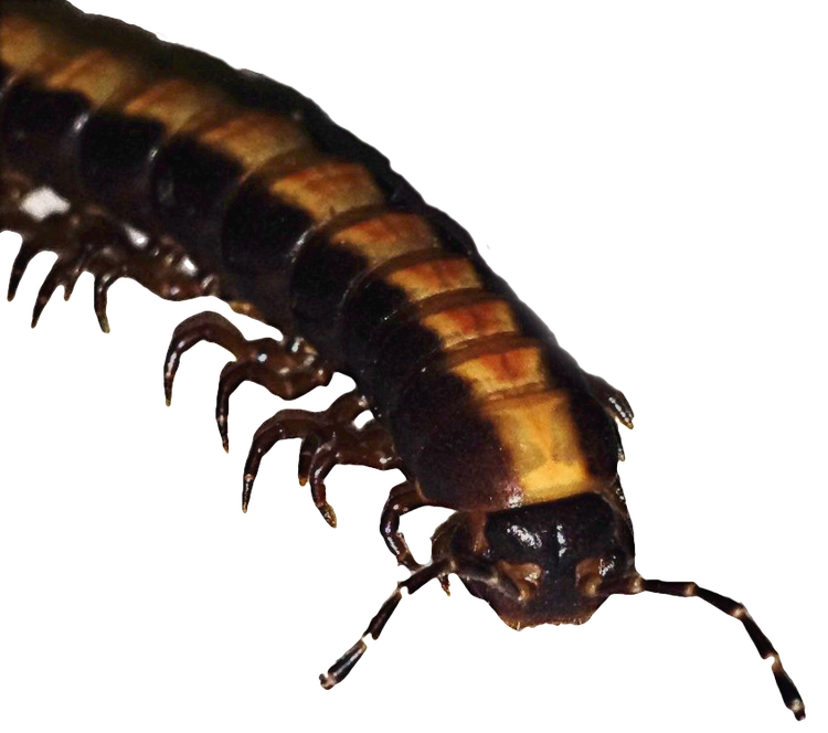 The head of a millipede with antennae