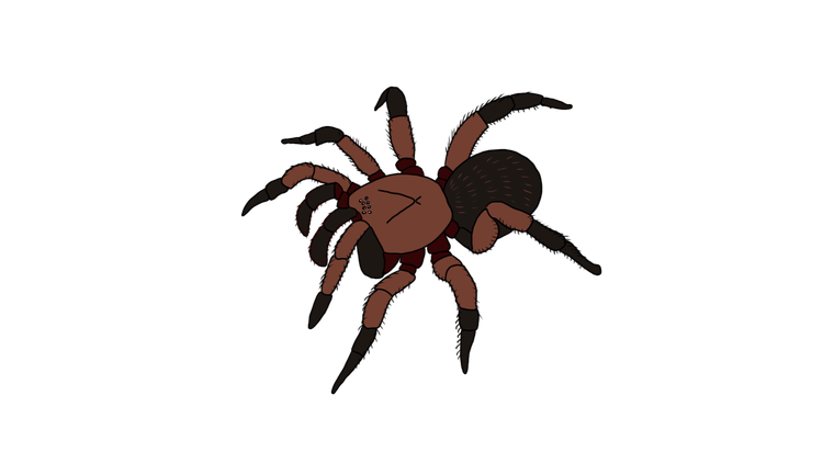 Trapdoor spider with two body parts, eight legs and two fangs on the head