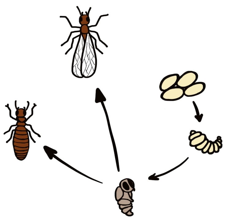 Ant life cycle – egg, larvae, pupa, adult