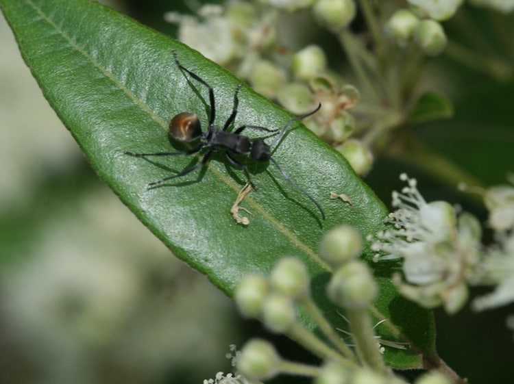 Golden-tailed ant on a leaf close to a flower with pollen