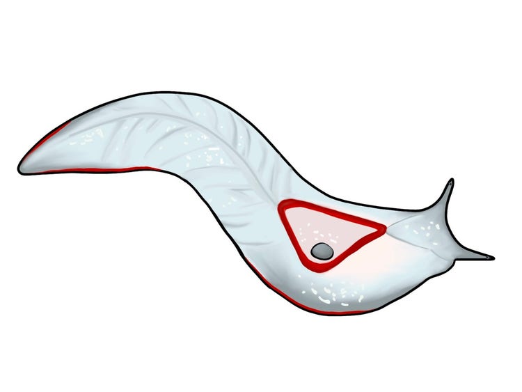 An illustration of a red triangle slug showing a red triangle on its back and two tentacles on its head