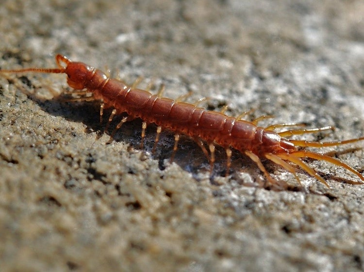 Centipede with long antennae at its head and a long pair of legs at its tail