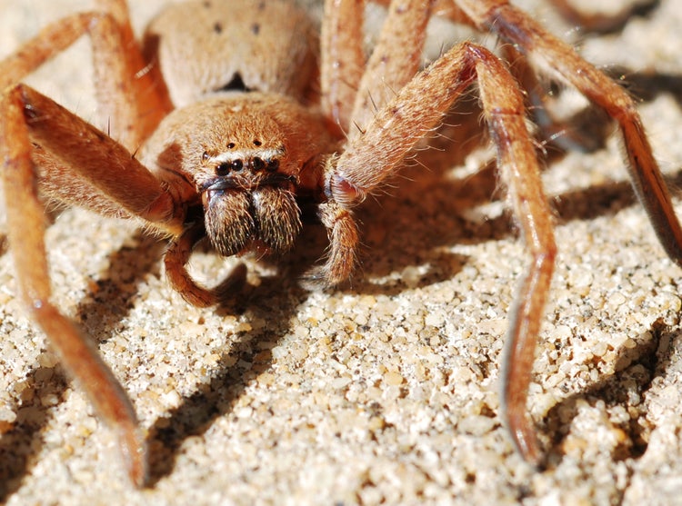 The head of a huntsman spider with 8 small round eyes, hairy mouth parts and hairy long legs.