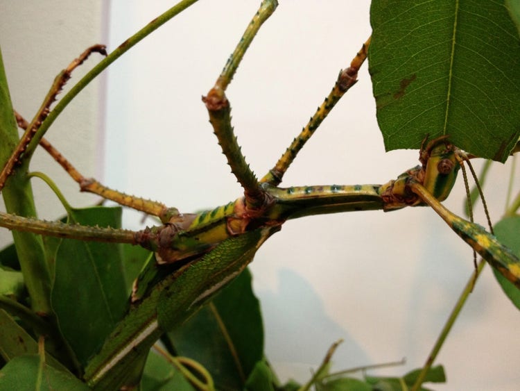 Phasmid hanging upside down eating the edge of a leaf