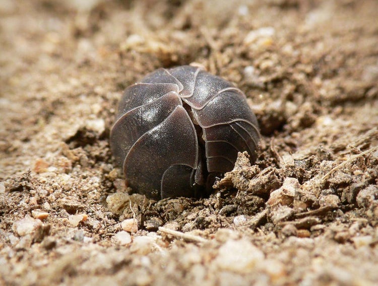 Pill bug in the shape of a small ball