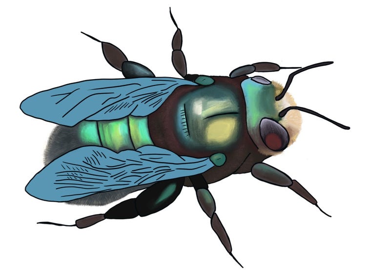Carpenter bee with shiny turquoise back and grey-blue wings
