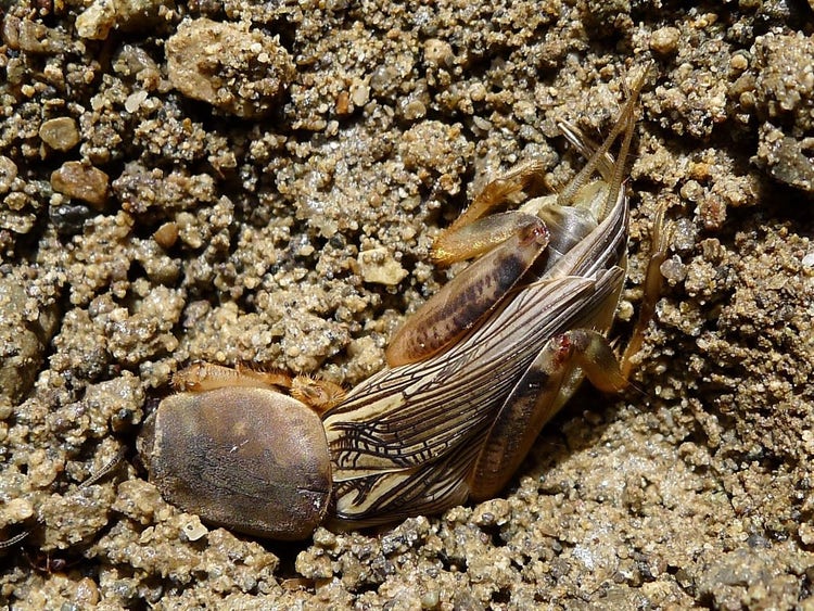 Mole cricket using its front legs to burrow into the soil
