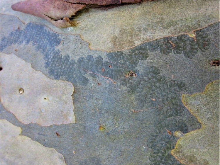 Scallop-shaped marks joined like a chain on the smooth trunk of a tree