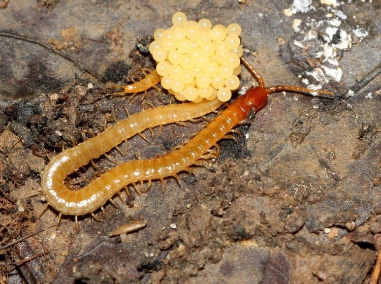 Centipede beside a clutch of round eggs