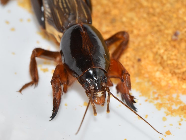 Head of a mole cricket with hard exoskeleton and thick front legs