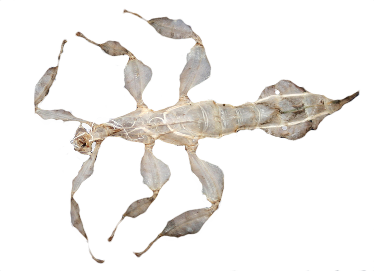 Pale exoskeleton of a phasmid in the shape of the phasmid