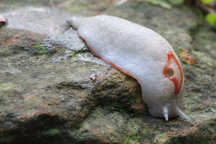 A slimy red triangle slug secretion behid a red triangle slug on a rock