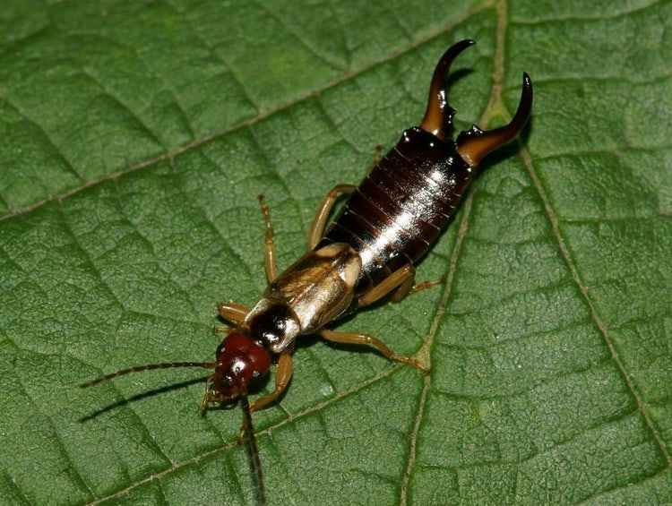 Male earwig with spread pincers on a large green leaf