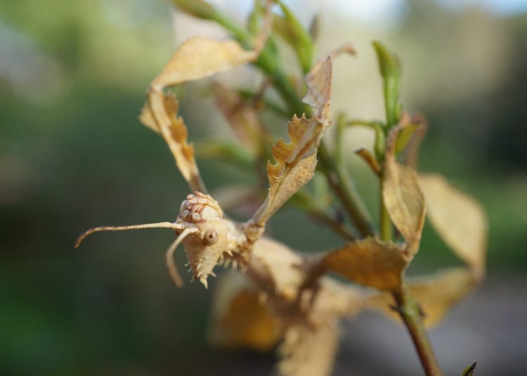Head of a spiny leaf insect with antennae, eyes and vertical mouth parts