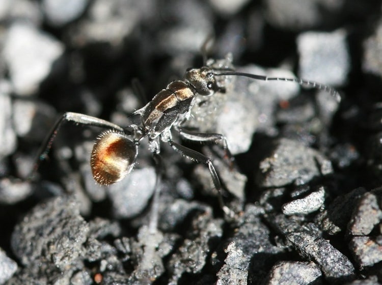 Shiny golden tail and golden back of a golden-tailed ant