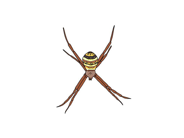St Andrews Cross spider with eight legs paired to form a cross shape