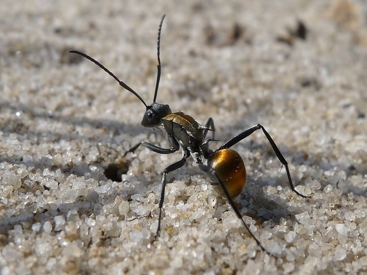 Golden-tailed ant on the ground with its front legs raised and antennae upright