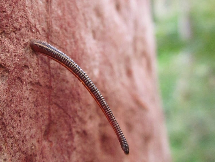 Close up of a leach on the side of a tree. It is attached at one end and has a long stripy body