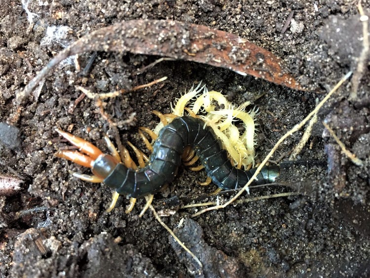 A female centipede protecting its hatchlings