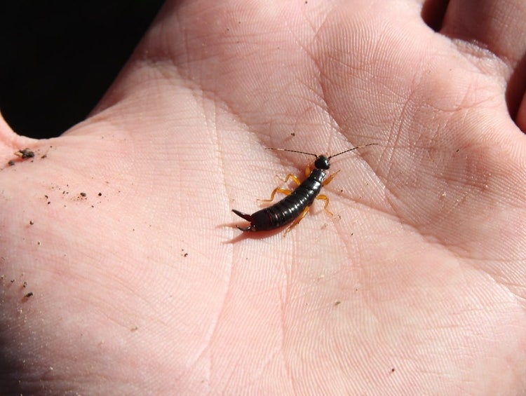Black earwig with 6 legs on the palm of a hand