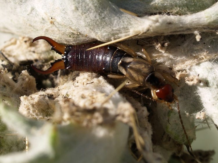 Earwig in the folds of fibrous matter