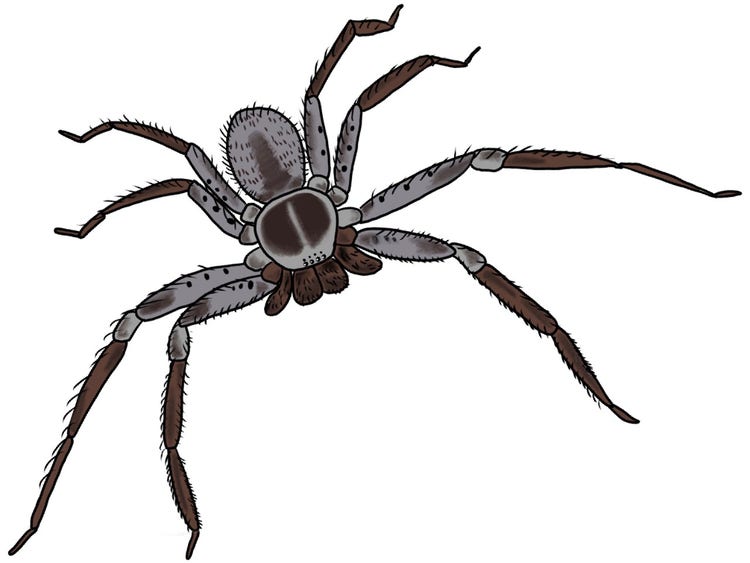 A drawing of a huntsman spider showing two body parts and eight legs connected to its cephalothroax